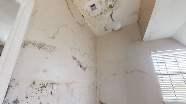 Best Attic Mold Removal  in Coldstream, OH