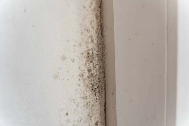 Best Dehumidification Services  in Coldstream, OH